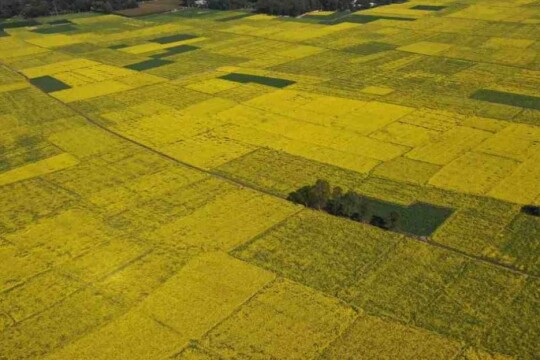 Mustard production up by Tk 3,000 crore worth in just a year: Agriculture Ministry