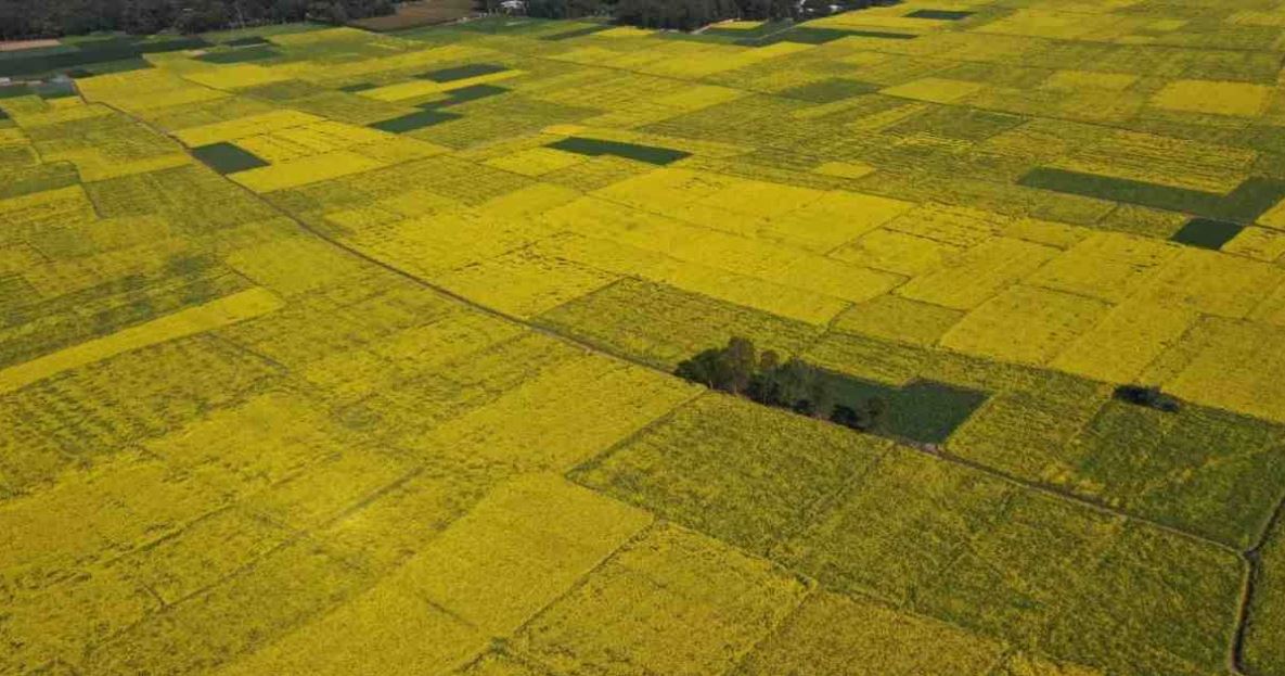 Mustard production up by Tk 3,000 crore worth in just a year: Agriculture Ministry