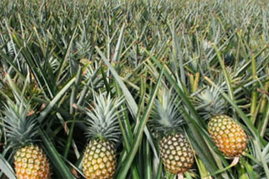 Pineapple farming brings happiness on Narsingdi farmers’ faces