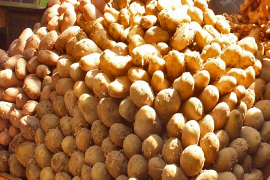 Russia to import potato from Bangladesh