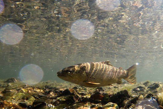 Wildlife under stress as dry spell shrinks rivers