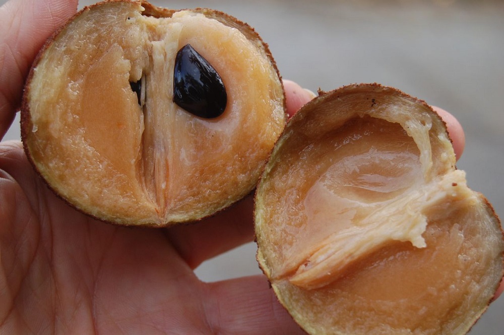 Sabeda, a storehouse of nutrients
