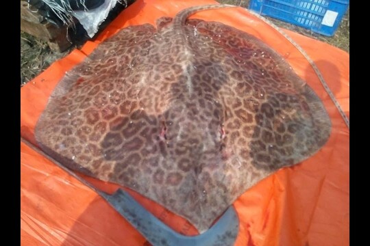 Majestic Shaplapata, the Stingrays of the Bay of Bengal, on the brink of extinction