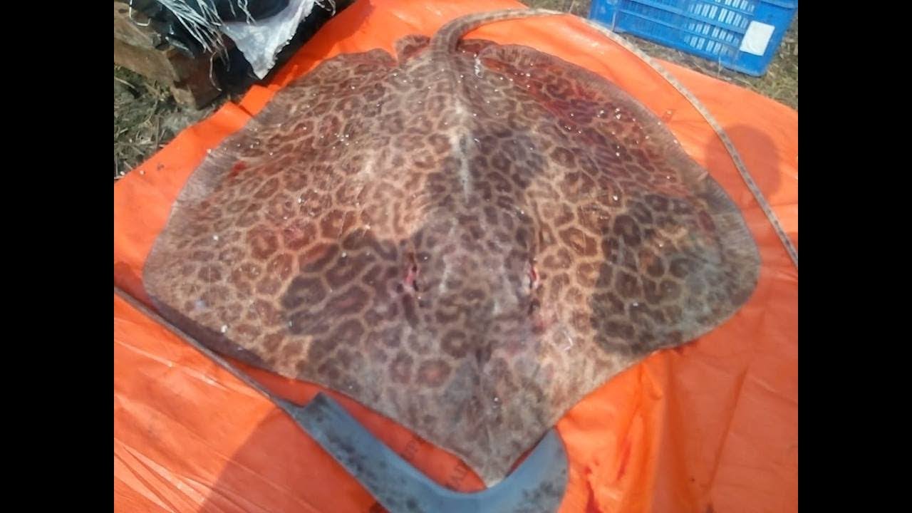 Majestic Shaplapata, the Stingrays of the Bay of Bengal, on the brink of extinction