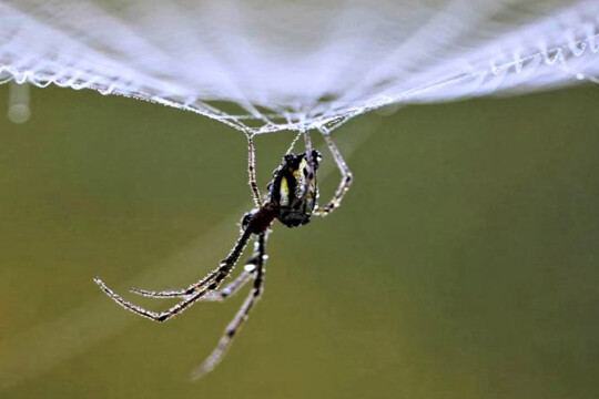 Do spiders sleep? Study suggests they may snooze like humans