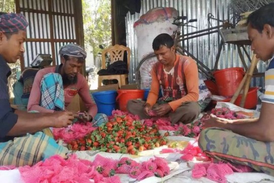 Strawberry cultivation on fallow land brings success for Chuadanga’s Riton