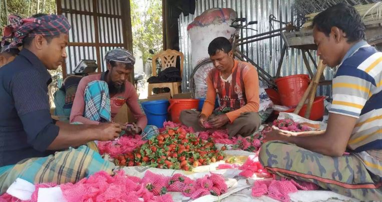 Strawberry cultivation on fallow land brings success for Chuadanga’s Riton