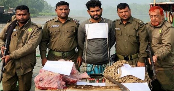 Individual detained with 20kg venison from Sundarbans