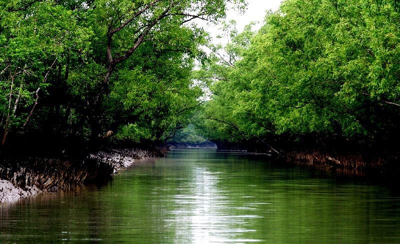 Sundarbans partially flooded amid low pressure in Bay