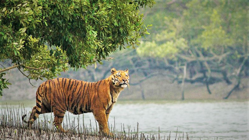 Fisherman injured in tiger attack in the Sundarbans