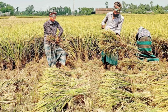 2.7m farmers to get 170C as incentives to boost Boro production