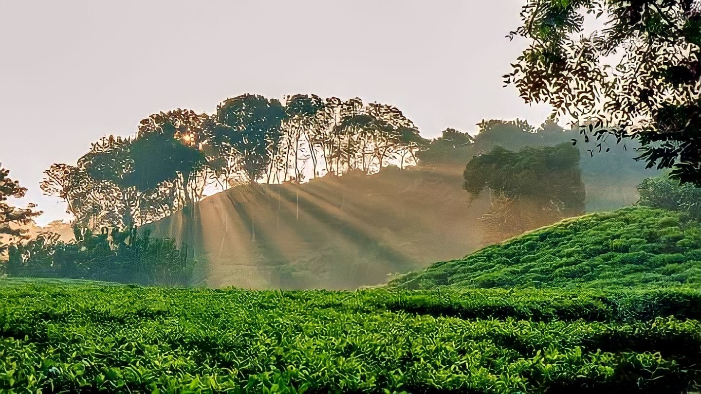 Tea gardens of Bangladesh: Battling insufficient rain and scorching temperatures