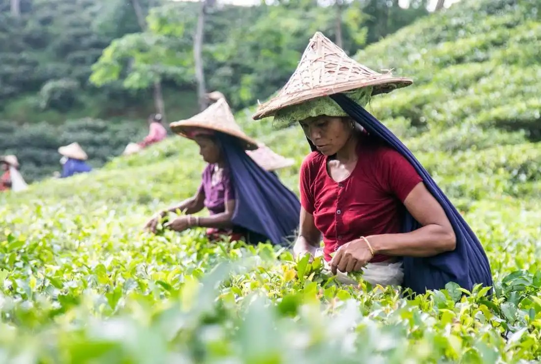 Tea workers’ strike for better pay continues