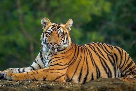 The big cat count: Tiger census in Sunderbans begins in April