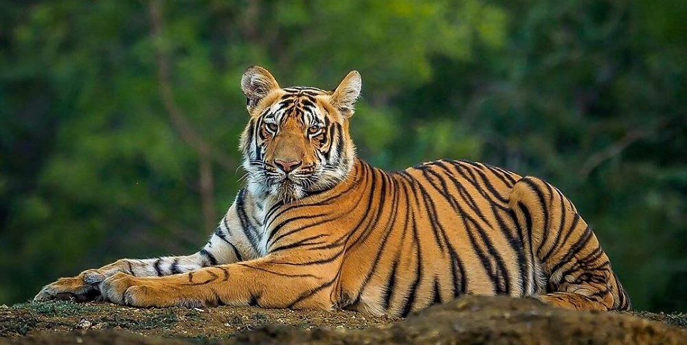 The big cat count: Tiger census in Sunderbans begins in April