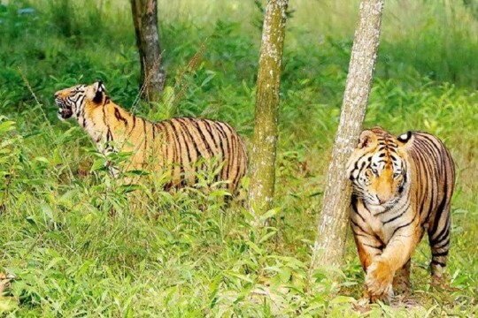 Tiger census begins in Sundarbans on Jan 1