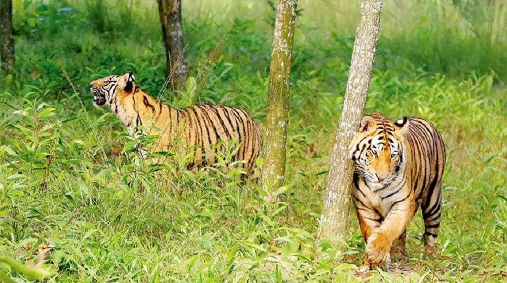 Tiger census begins in Sundarbans on Jan 1