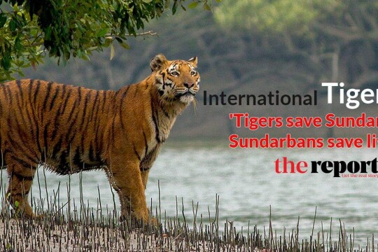 Tigers eating crabs, lizards as deer fall short in Sundarbans