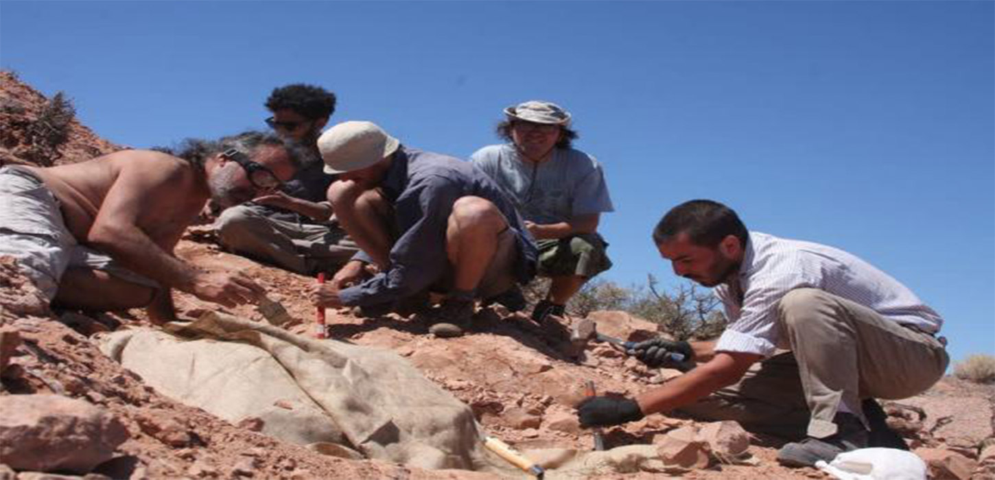 Remains of small armor-plated dinosaur unearthed in Argentina