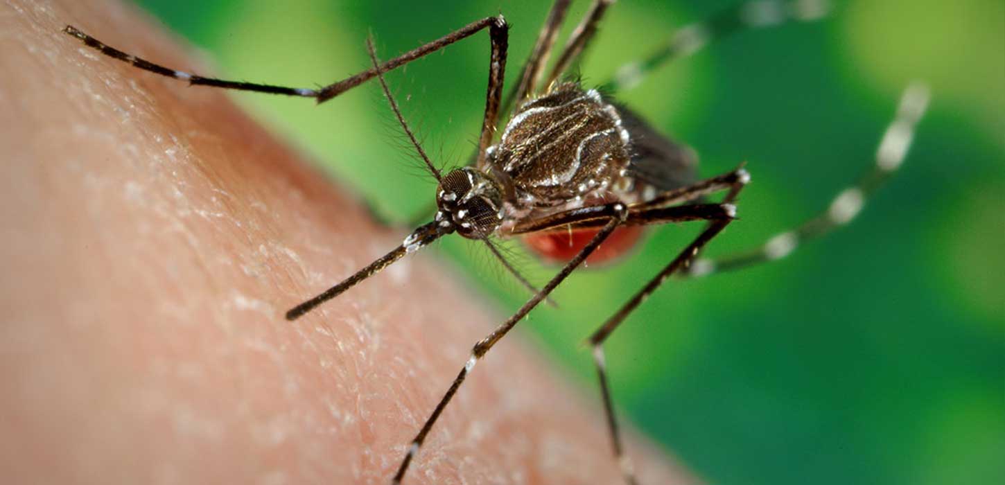 85 dengue patients hospitalised, one dies