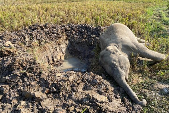 Wild Asian elephant calf found dead near Sherpur border