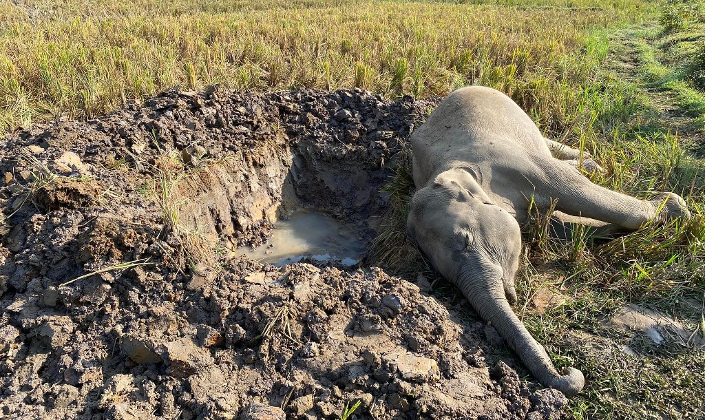 Wild Asian elephant calf found dead near Sherpur border