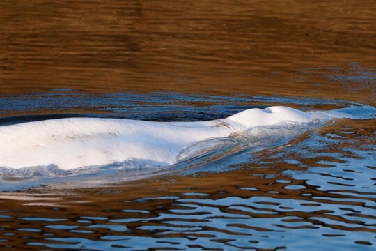 Rescue operation begins to save ailing whale stuck in France
