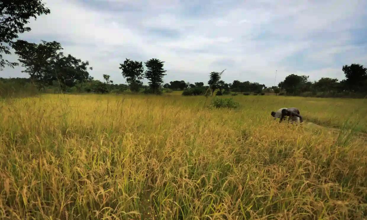 Gunmen kill at least 46 people in attack on Nigerian rural village